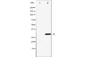 Western blot analysis of CDK1/CDC2 phosphorylation expression in Forskolin treated HepG2 whole cell lysates,The lane on the left is treated with the antigen-specific peptide. (CDK1 anticorps  (pThr14))