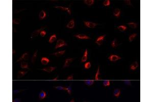 Immunofluorescence analysis of L929 cells using MAP2K7 Polyclonal Antibody at dilution of 1:100. (MAP2K7 anticorps)