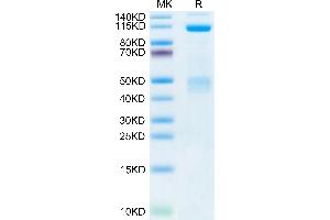 Human HGF R on Tris-Bis PAGE under reduced condition. (c-MET Protein (AA 25-932) (Fc Tag))