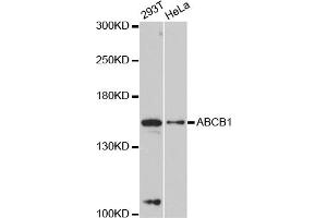 Western blot analysis of extracts of various cell lines, using ABCB1 antibody. (ABCB1 anticorps)