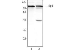 Image no. 1 for anti-Kinesin Family Member 11 (KIF11) (AA 200-500) antibody (ABIN205403) (KIF11 anticorps  (AA 200-500))