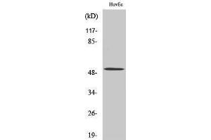 Western Blotting (WB) image for anti-Bone Morphogenetic Protein 5 (BMP5) (Internal Region) antibody (ABIN3174038) (BMP5 anticorps  (Internal Region))