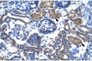 Immunohistochemical staining (Formalin-fixed paraffin-embedded sections) of human kidney with C4BPB polyclonal antibody  at 4-8 ug/mL working concentration. (C4BPB anticorps  (N-Term))