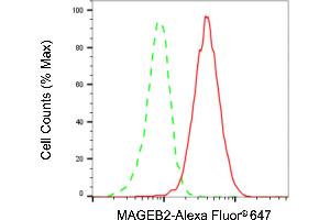 Flow cytometric analysis of MAGEB2 expression in HT- cells using MAGEB2 antibody (ABIN7799358), 1:2,000).