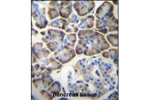 KCNV2 Antibody (C-term) (ABIN657006 and ABIN2846186) immunohistochemistry analysis in formalin fixed and paraffin embedded human pancreas tissue followed by peroxidase conjugation of the secondary antibody and DAB staining. (KCNV2 anticorps  (C-Term))