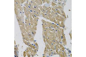Immunohistochemistry of paraffin-embedded mouse heart using EIF3H Antibody. (EIF3H anticorps)