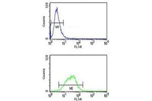 MAG antibody flow cytometry analysis of NCI-H460 cells (bottom histogram) compared to negative control cells (top histogram).