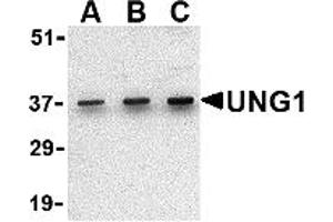 Western Blotting (WB) image for anti-Uracil-DNA Glycosylase (UNG) (C-Term) antibody (ABIN1030793) (UNG anticorps  (C-Term))