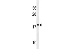 RPS17L antibody western blot analysis in NCI-H292 lysate. (RPS17L anticorps  (AA 77-103))