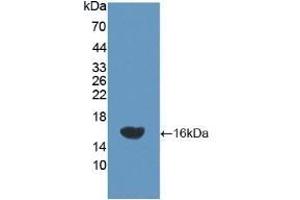 Detection of Recombinant NEP, Rat using Polyclonal Antibody to Neprilysin (CD10) (MME anticorps  (AA 32-164))