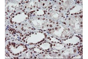 Image no. 4 for anti-Fragile X Mental Retardation 1 (FMR1) (AA 36-279) antibody (ABIN1491454)