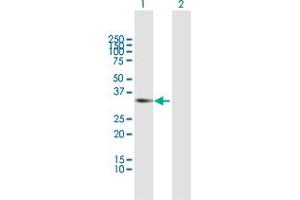 Western Blot analysis of RCBTB1 expression in transfected 293T cell line by RCBTB1 MaxPab polyclonal antibody.
