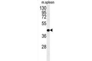 Western Blotting (WB) image for anti-Phosphogluconate Dehydrogenase (PGD) antibody (ABIN3002350)