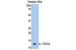 Western Blotting (WB) image for anti-Matrix Metallopeptidase 12 (Macrophage Elastase) (MMP12) (AA 20-99) antibody (ABIN1172857)