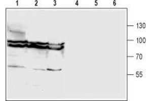 Western blot analysis of rat brain (lanes 1 and 4), mouse brain (lanes 2 and 5) and human U87-MG glioma cell (lanes 3 and 6) lysates: - 1-3. (GLYT1 anticorps  (2nd Extracellular Loop))