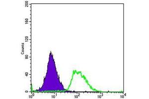 Flow cytometric analysis of Hela cells using PODXL mouse mAb (green) and negative control (purple). (PODXL anticorps)