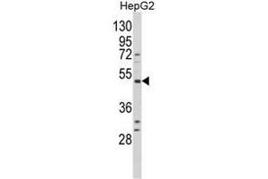 Western blot analysis of BDKRB1 Antibody (Center) in HepG2 cell line lysates (35ug/lane). (BDKRB1 anticorps  (Middle Region))