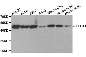 Western blot analysis of extracts of various cell lines, using FLOT1 antibody. (Flotillin 1 anticorps  (AA 128-427))