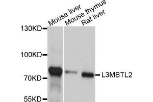 Western blot analysis of extracts of various cell lines, using L3MBTL2 antibody (ABIN5998104) at 1/1000 dilution. (L3MBTL2 anticorps)