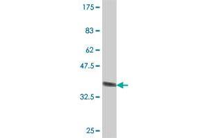 Western Blot detection against Immunogen (36.