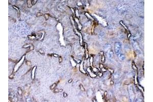 IHC testing of FFPE rat kidney tissue with Vegf receptor 2 antibody at 1ug/ml.