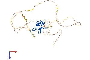 AlphaFold protein structure predicition of Mouse Recombinant Rbfox3 Protein, UniprotID Q8BIF2