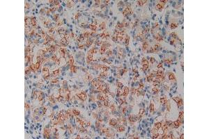 Used in DAB staining on fromalin fixed paraffin- embedded stomach tissue (Neurotrophin 4 anticorps  (AA 81-210))