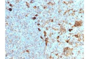 IHC testing of FFPE human tonsil with Alpha 1 Antitrypsin antibody (clone AAT/1378).