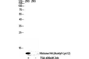 Western Blot analysis of 293 cells using Acetyl-Histone H4 (K12) Polyclonal Antibody diluted at 1:500. (Histone H4 anticorps  (acLys12))