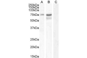 ABIN190873 (0. (NCDN anticorps  (Internal Region))