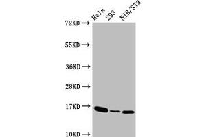 Western Blot  Positive WB detected in:Hela whole cell lysate,293 whole cell lysate,NIH/3T3 whole cell lysate  All lanes:Phospho-Histone H3 (T3) antibody at 1. (Recombinant Histone H3.3 anticorps  (pThr3))