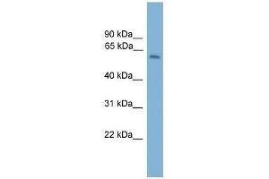 Western Blot showing MYBPH antibody used at a concentration of 1-2 ug/ml to detect its target protein. (MYBPH anticorps  (Middle Region))