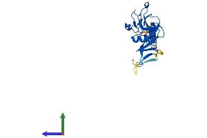 AlphaFold protein structure predicition of Human Recombinant CLEC4E Protein, UniprotID Q9ULY5