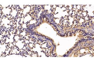 Detection of CFD in Mouse Lung Tissue using Polyclonal Antibody to Complement Factor D (CFD) (Adipsin anticorps  (AA 1-259))