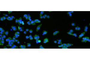 Immunofluorescence analysIs ofNCCIT cell using VMA21 Polyclonal Antibody at dilution of 1:50 (VMA21 anticorps)