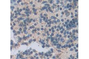 IHC-P analysis of Mouse Tissue, with DAB staining. (CXCL13 anticorps  (AA 22-109))