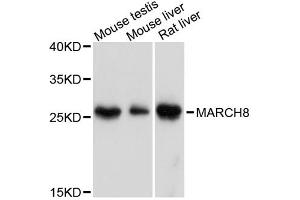 Western blot analysis of extracts of various cell lines, using MARCH8 antibody. (MARCH8 anticorps)