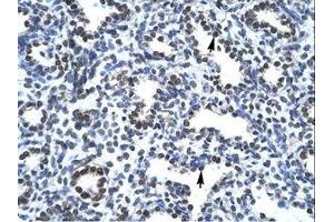 Image no. 1 for anti-Activated RNA Polymerase II Transcriptional Coactivator p15 (SUB1) (N-Term) antibody (ABIN307415)