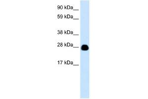 YWHAH antibody (70R-10462) used at 0. (14-3-3 eta anticorps  (N-Term))