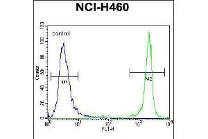 Flow cytometric analysis of NCI-H460 cells (right histogram) compared to a negative control cell (left histogram). (GDF15 anticorps  (N-Term))