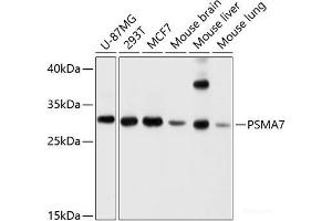 Western blot analysis of extracts of various cell lines using PSMA7 Polyclonal Antibody at dilution of 1:1000. (PSMA7 anticorps)