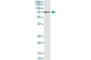Immunoprecipitation of MPP2 transfected lysate using anti-MPP2 monoclonal antibody and Protein A Magnetic Bead , and immunoblotted with MPP2 MaxPab rabbit polyclonal antibody.
