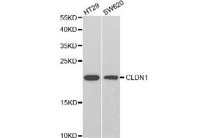 Western blot analysis of extracts of various cell lines, using CLDN1 antibody (ABIN5971222) at 1/1000 dilution. (Claudin 1 anticorps)