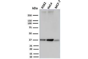 Western Blot Analysis of K562, HeLa and MCF-7 cell lysates using RAD51 Mouse Monoclonal Antibody (RAD51/2753). (RAD51 anticorps  (AA 1-134))