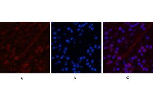 Immunofluorescence analysis of human appendix tissue. (Peroxiredoxin 1 anticorps)