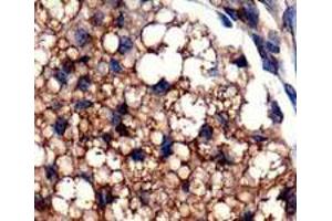 Staining of PLIN5 on mouse fat using PLIN5 polyclonal antibody . (PLIN5 anticorps  (AA 300-400))
