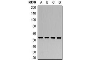 Western blot analysis of ALDH1A1 expression in HEK293T (A), Raw264.