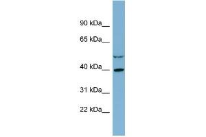 WB Suggested Anti-IDH3A Antibody Titration:  0. (IDH3A anticorps  (Middle Region))