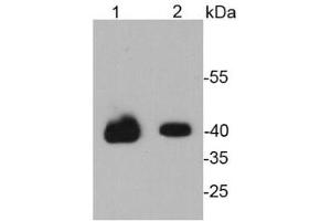 Lane 1: NCCIT lysates, Lane 2: D3 lysates probed with Oct 4 (1F4) Monoclonal Antibody  at 1:1000. (OCT4 anticorps)