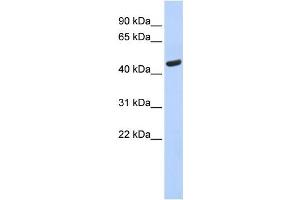 Western Blotting (WB) image for anti-Tryptophanyl-tRNA Synthetase (WARS) antibody (ABIN2460069) (WARS anticorps)